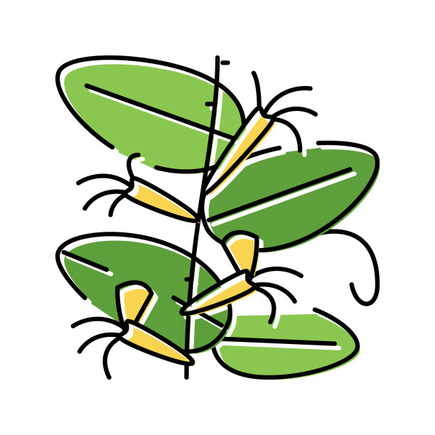 三角梅藤蔓植物