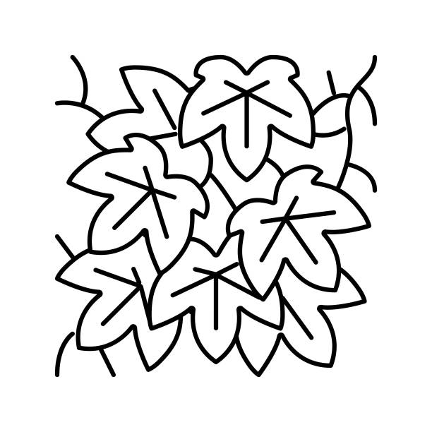 三角梅藤蔓植物