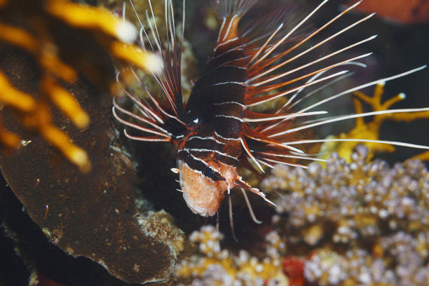 lionfish