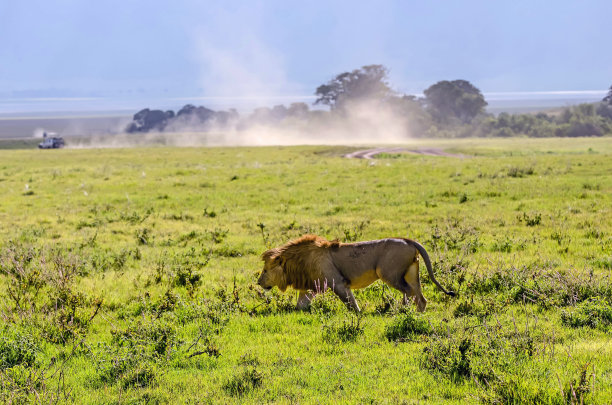 serengeti