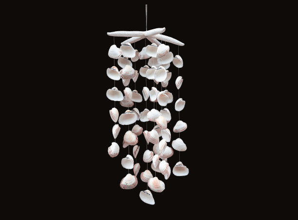 seashell