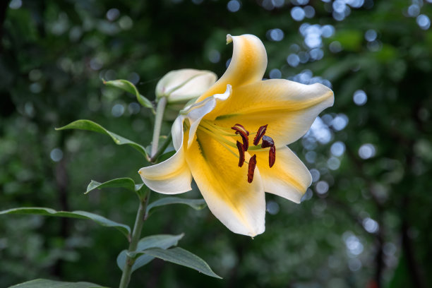 百合花,花蕾,鲜花盛开