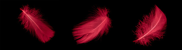 plumage