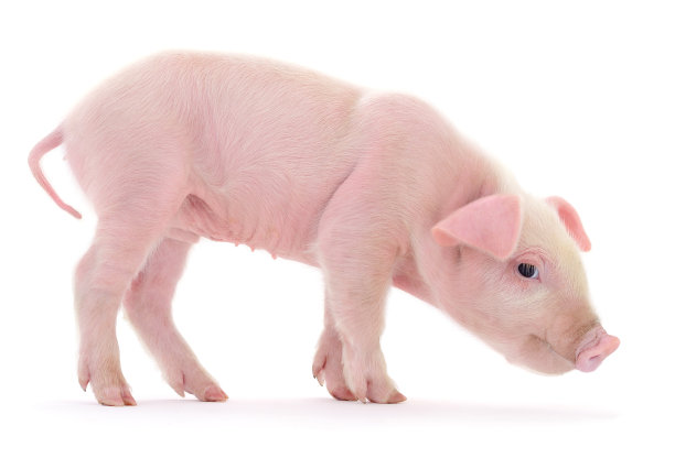 piggy