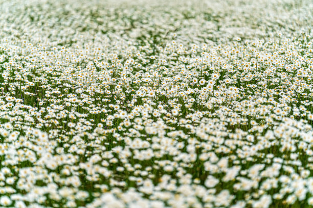 blossoms