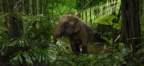 elephant