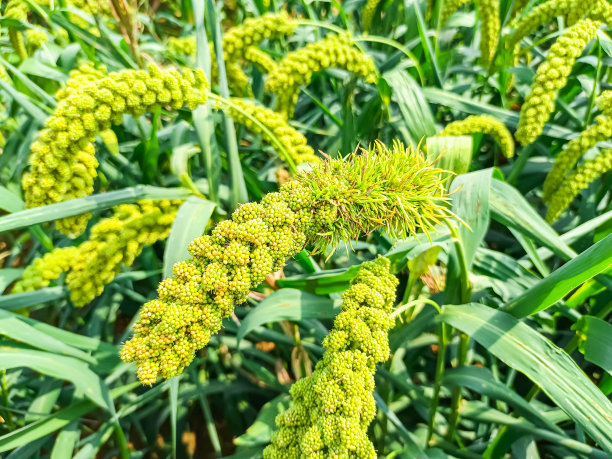 millet
