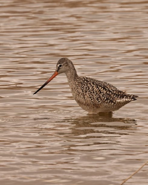 limosa