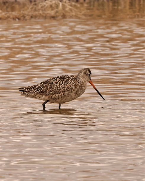 limosa