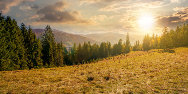 户外蓝天白云草地树林图片