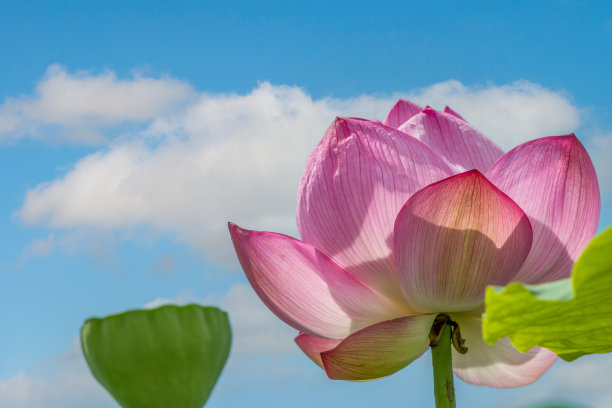 nelumbo