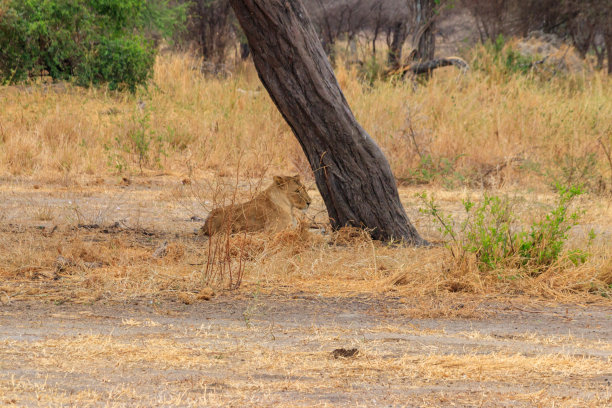 雌狮,大型猫科动物,野生动物保护区