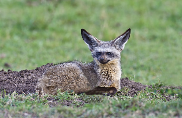otocyon