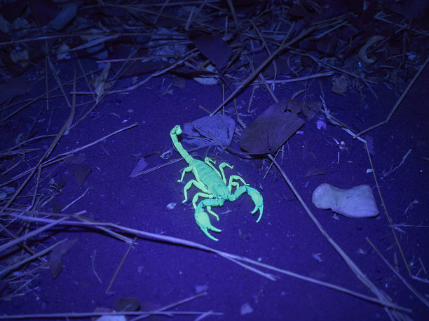 scorpio