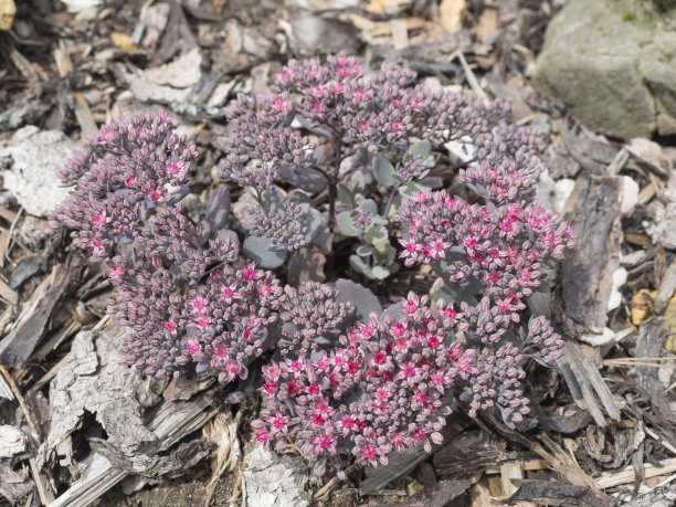 sedum