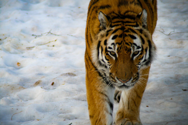 siberian