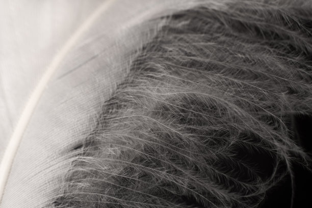 plumage