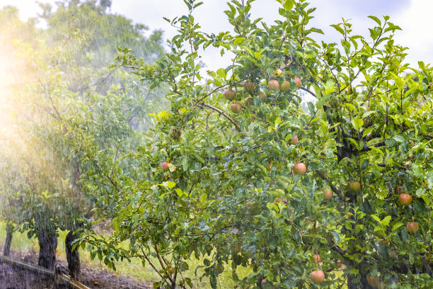 orchard