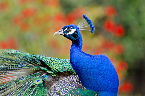 peacock