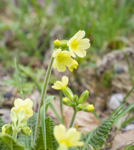 primula