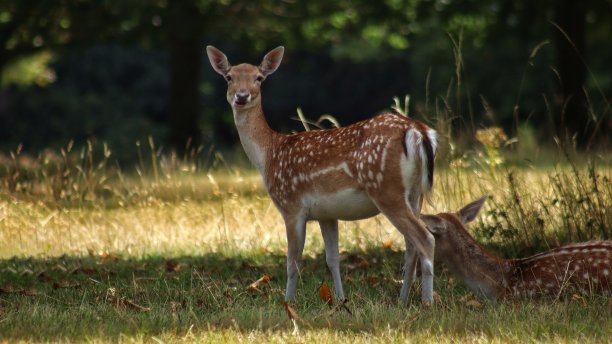 doe