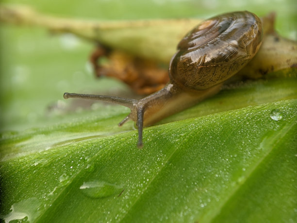 gastropod