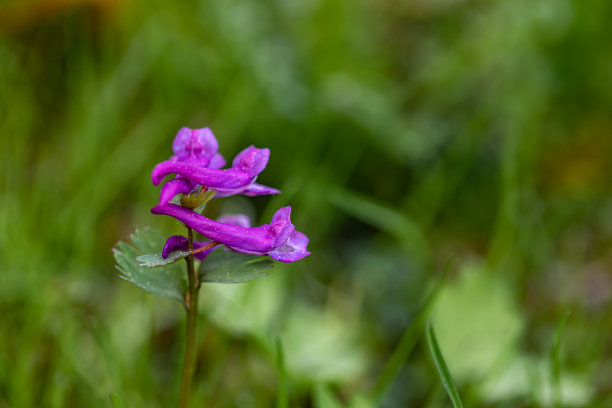corydalis