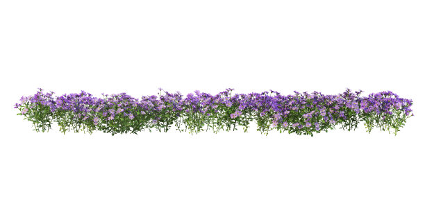 热带森林中的花朵，泰国