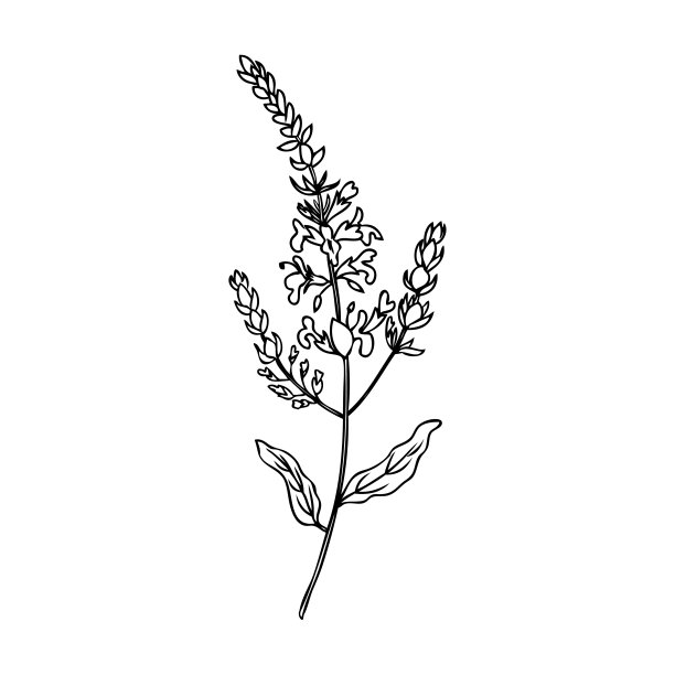 salvia