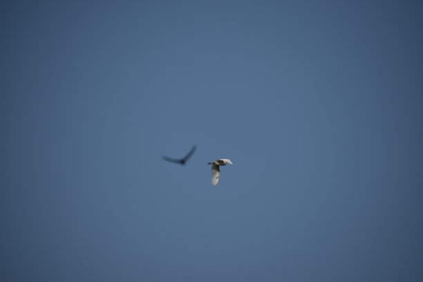 drongo