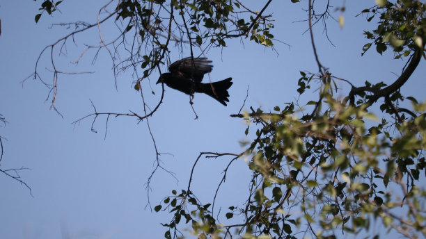 drongo