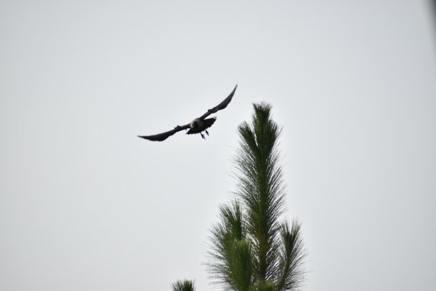 drongo