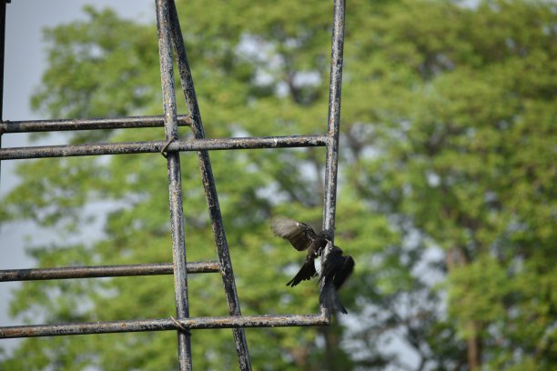 drongo