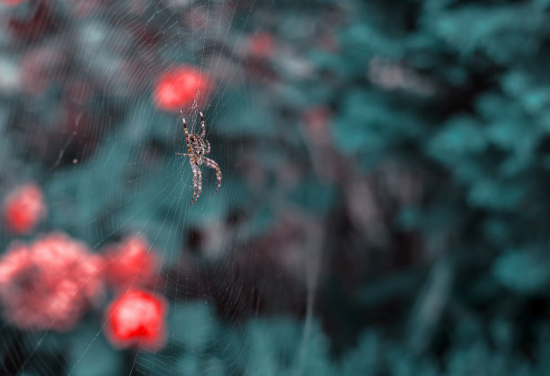 红web