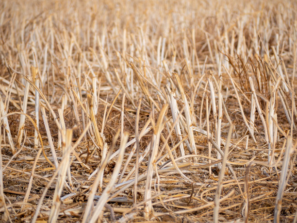 drought