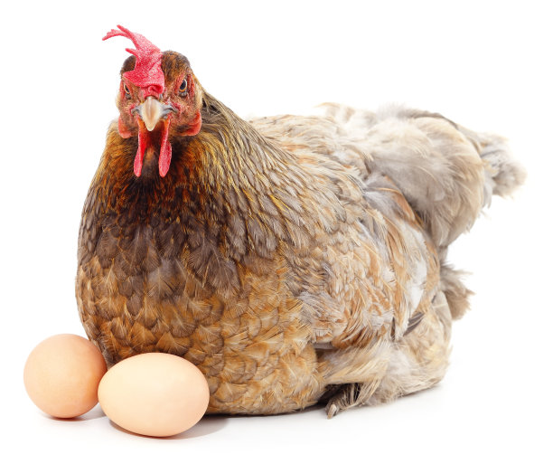 hen