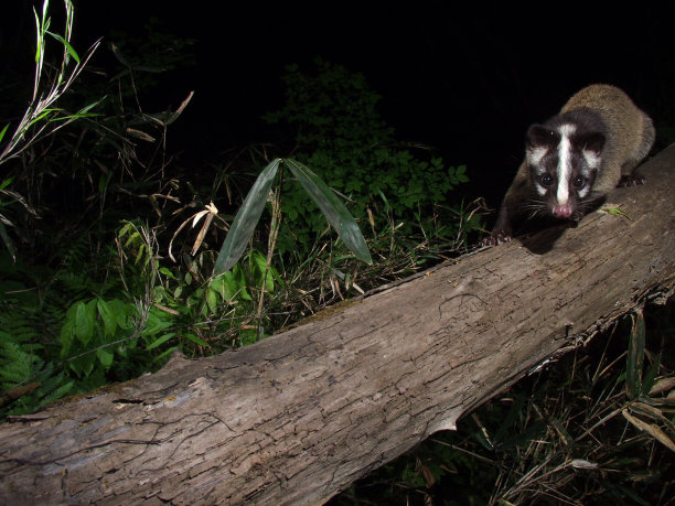 civet