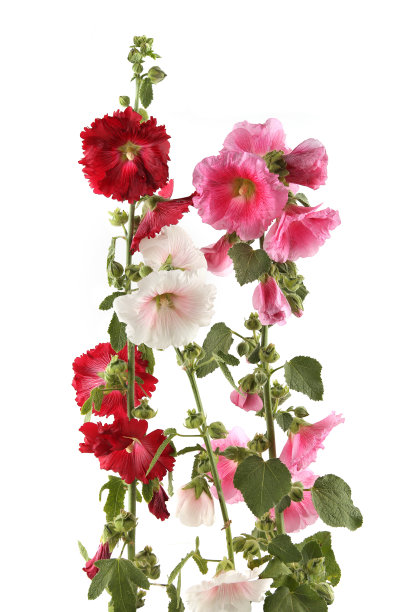stockrose