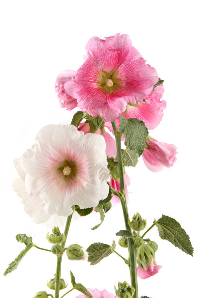 stockrose