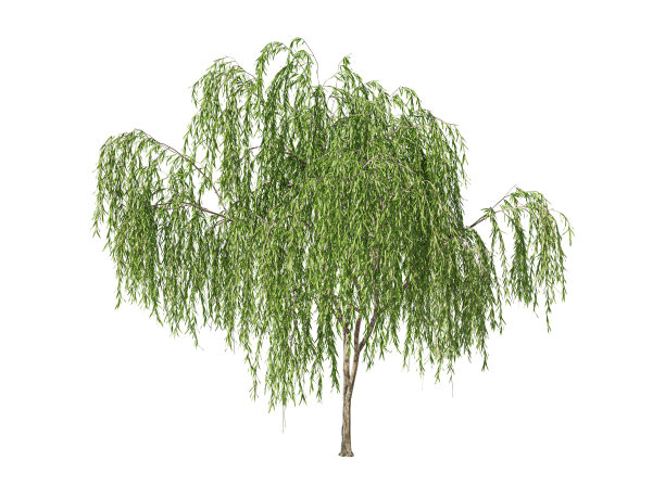willow