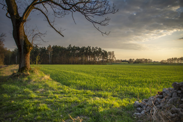 户外蓝天白云草地树林图片