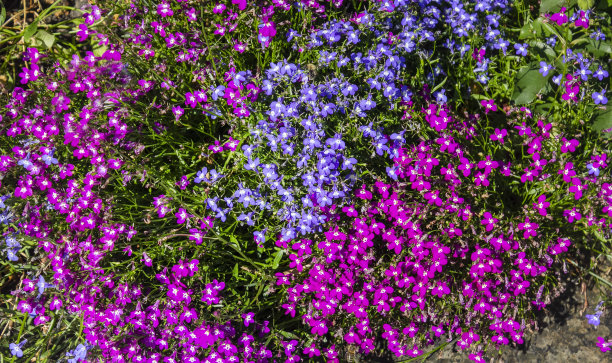lobelia