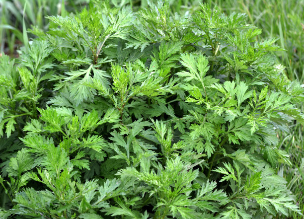 wormwood