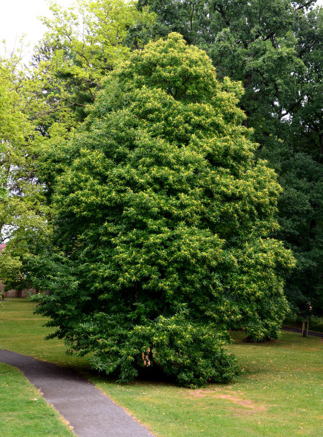 arboretum