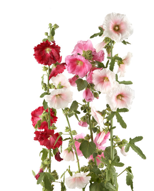 stockrose