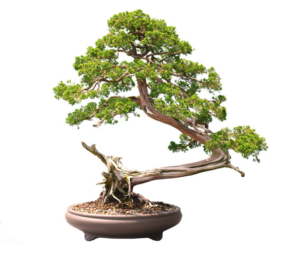 bonsai