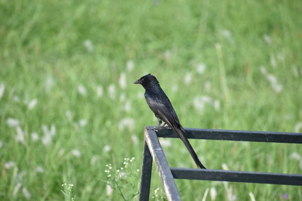 drongo