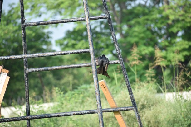 drongo