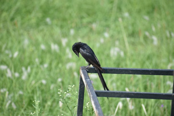 drongo