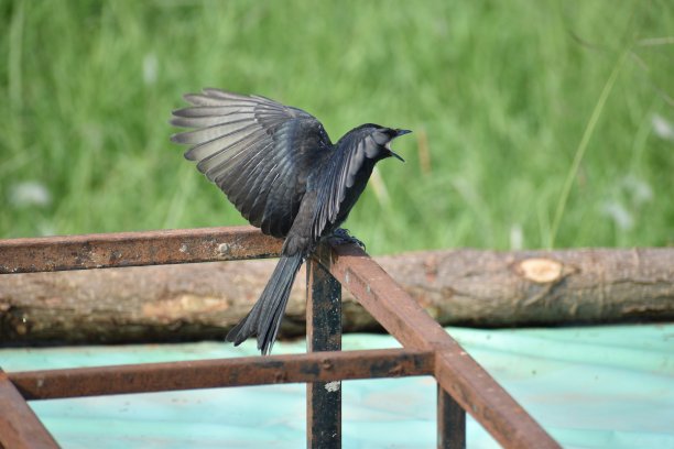 drongo